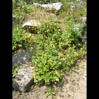 Geum Chiloense (fam. Rosacees)(Andes)(01)